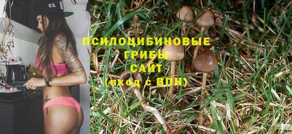 сатива Каменка