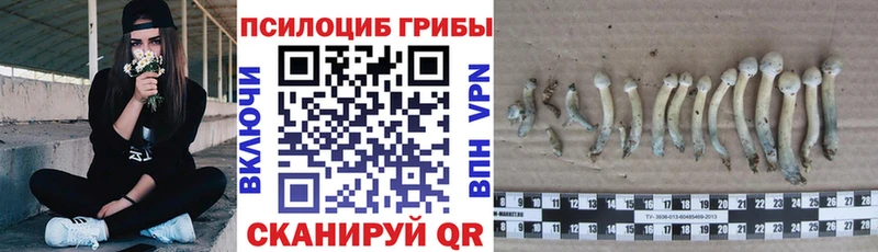 Купить закладки  Городовиковск  Псилоцибиновые грибы MAGIC MUSHROOMS 