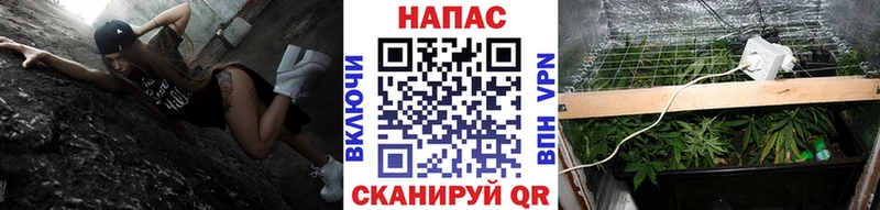 Купить где  Городовиковск  Шишки марихуана Amnesia 